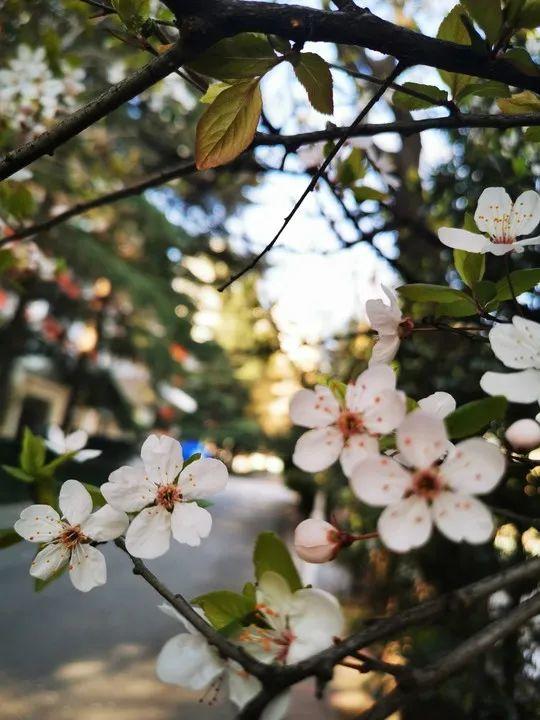 云赏花丨春天里的校园，和影象中一样美